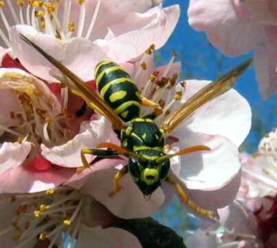 Image of Common wasp