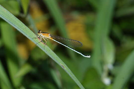 Image of Senegal bluetail