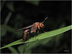 Image of Polistes tenebricosus Lepeletier 1836