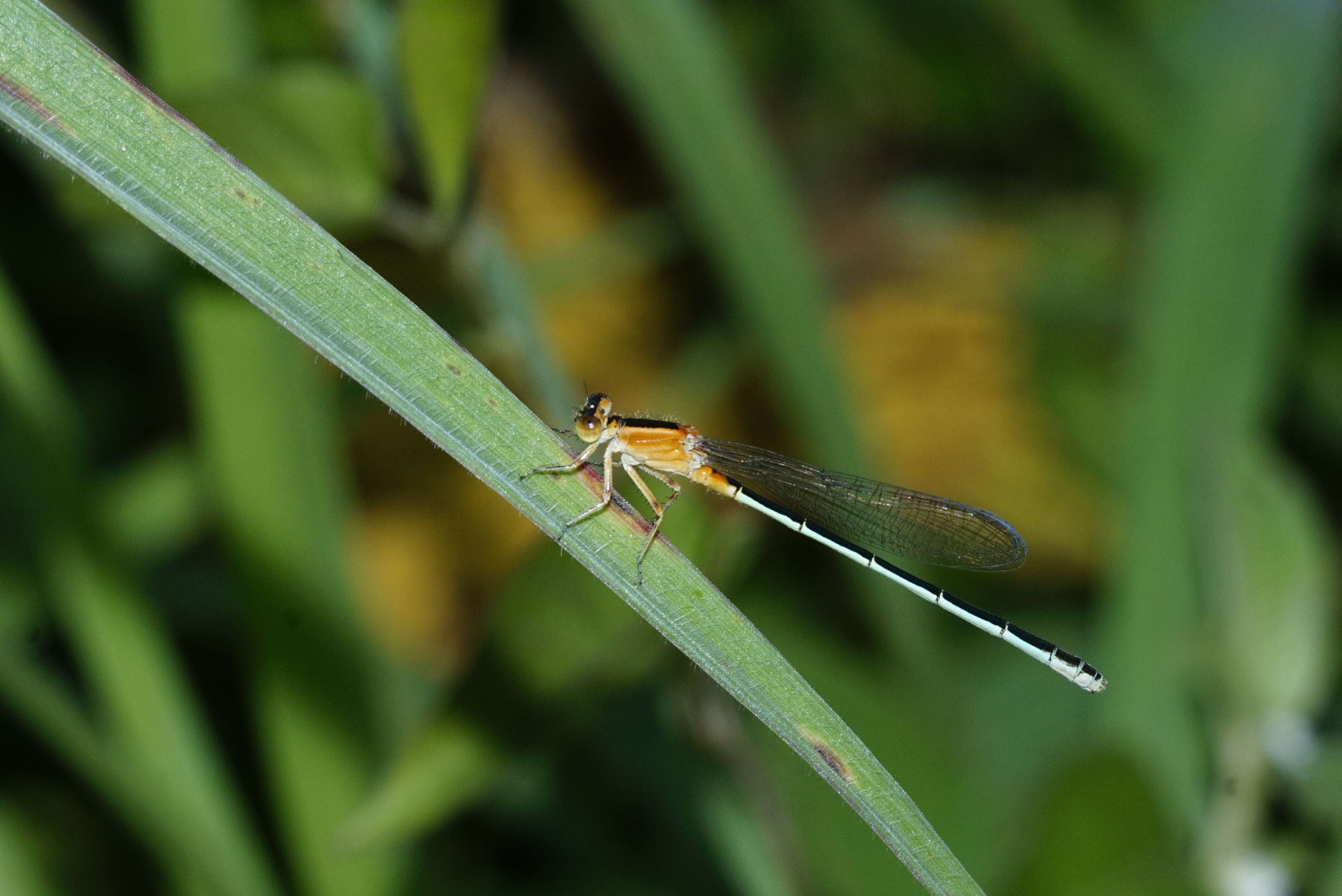 Image of Senegal bluetail