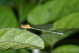 Image of Senegal bluetail