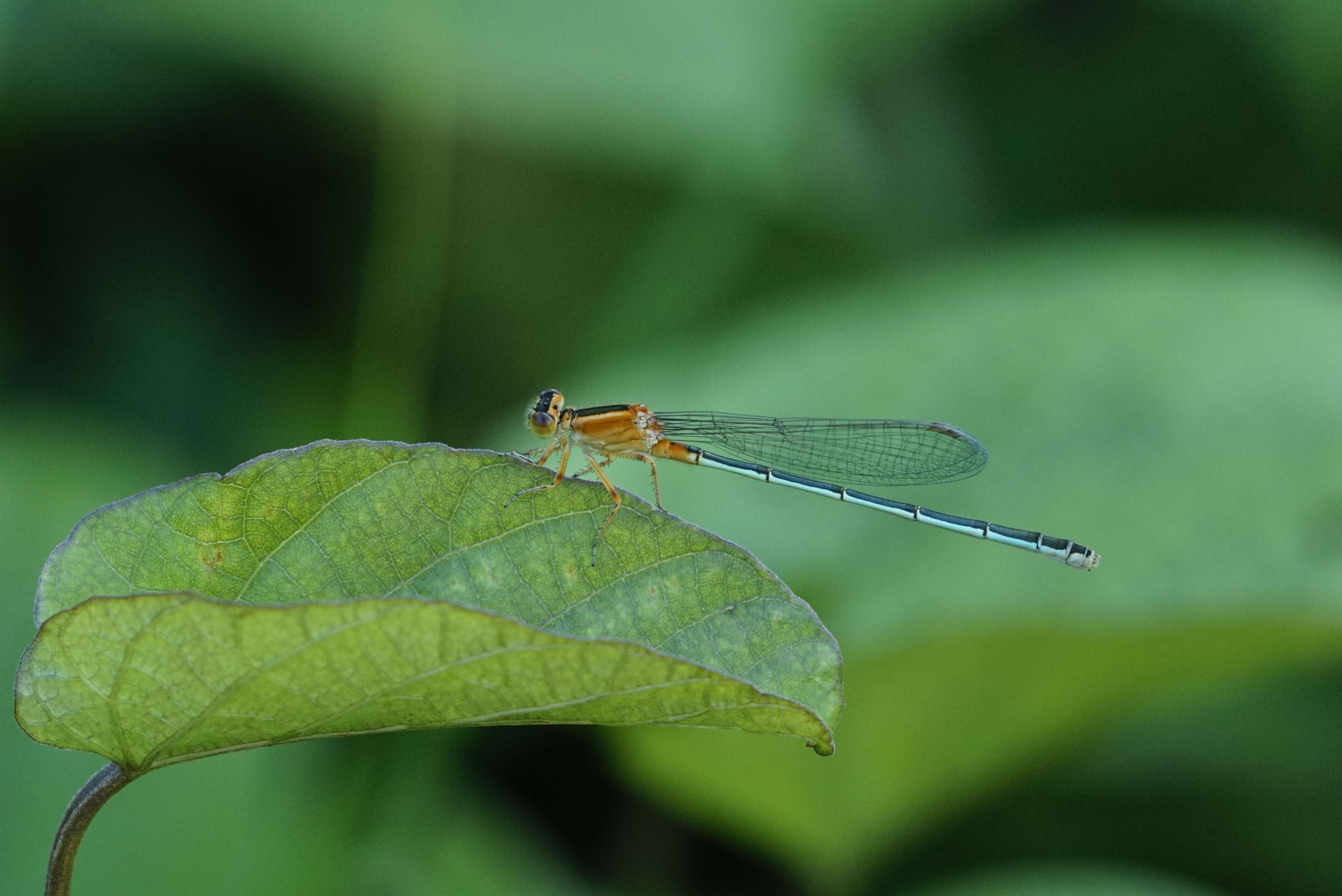 Image of Senegal bluetail