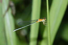 Image of Senegal bluetail