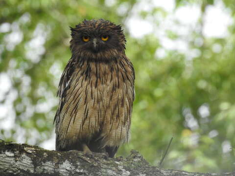 Image of Brown Fish Owl