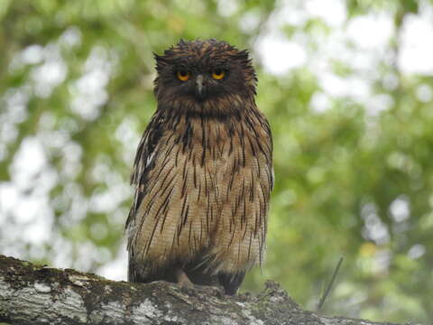 Image of Brown Fish Owl