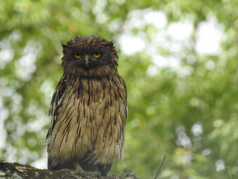 Image of Brown Fish Owl