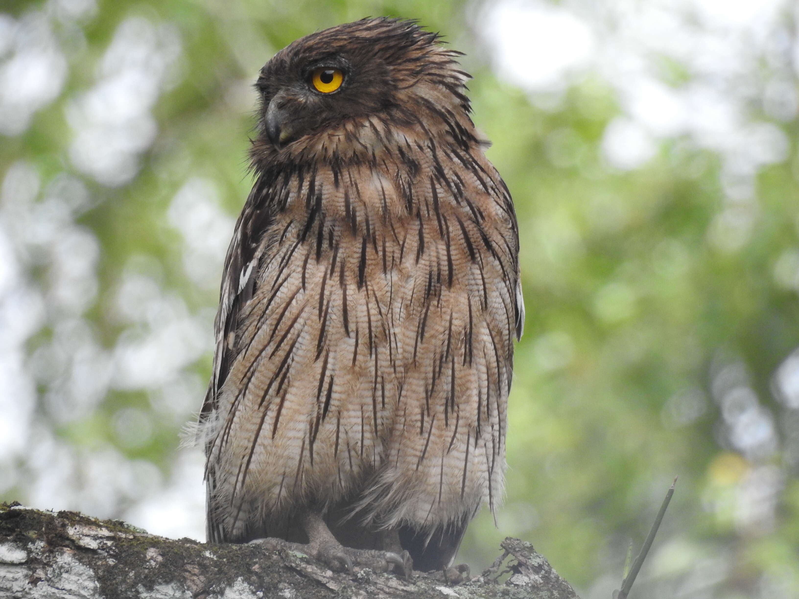 Image of Brown Fish Owl