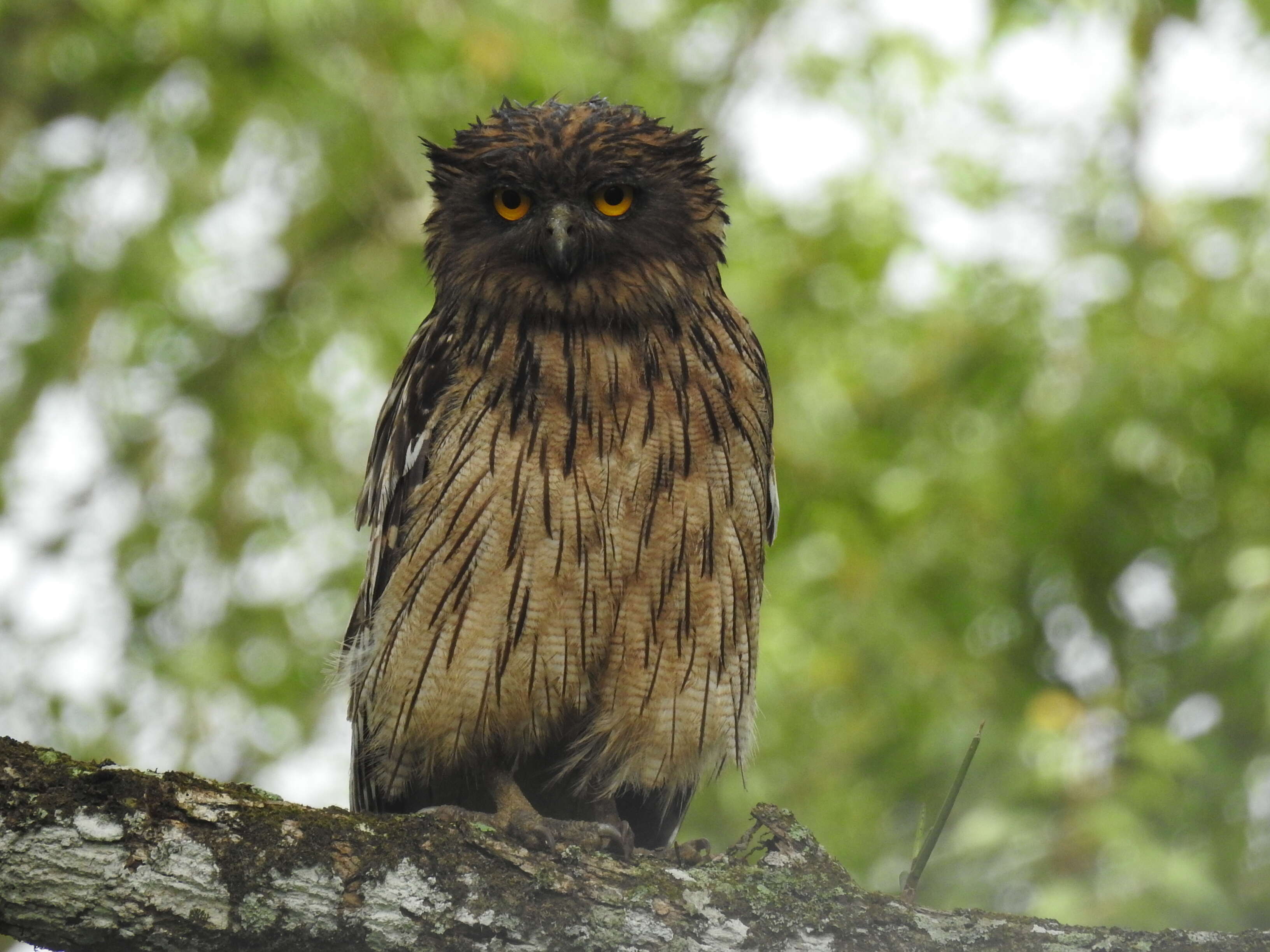 Image of Brown Fish Owl