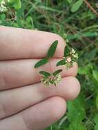 Euphorbia lasiocarpa Klotzsch的圖片