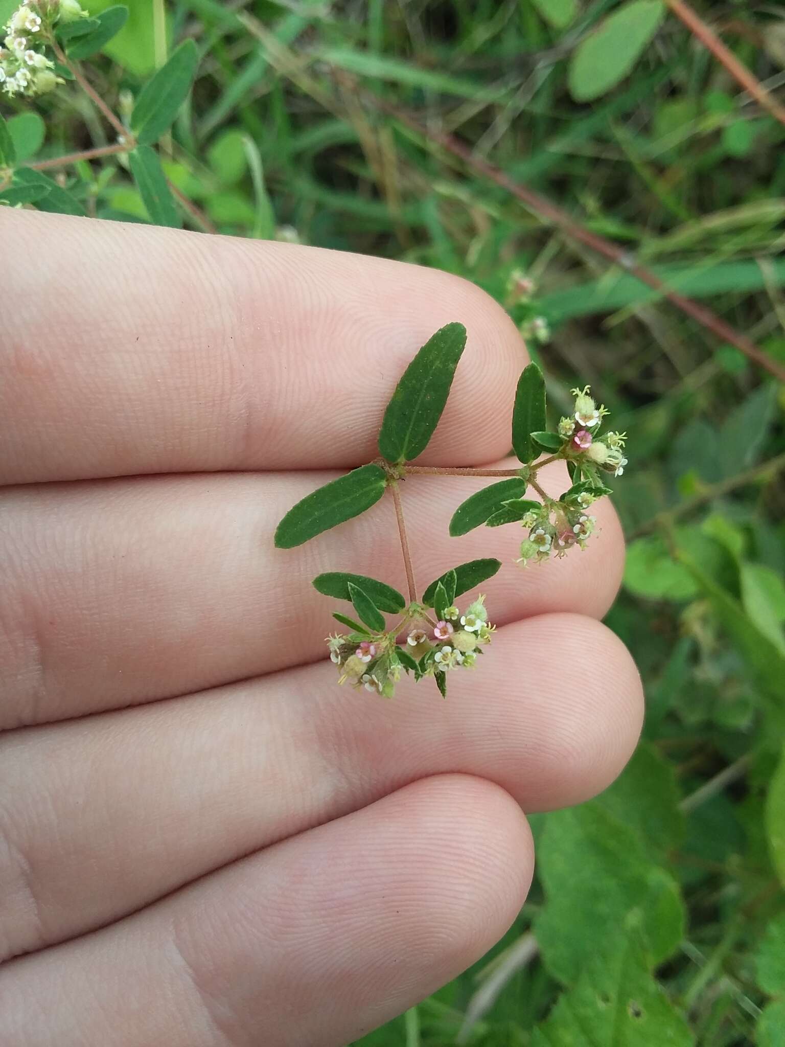 Euphorbia lasiocarpa Klotzsch的圖片