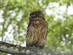 Image of Brown Fish Owl