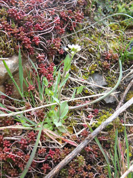 Sivun <i>Noccaea perfoliata</i> kuva