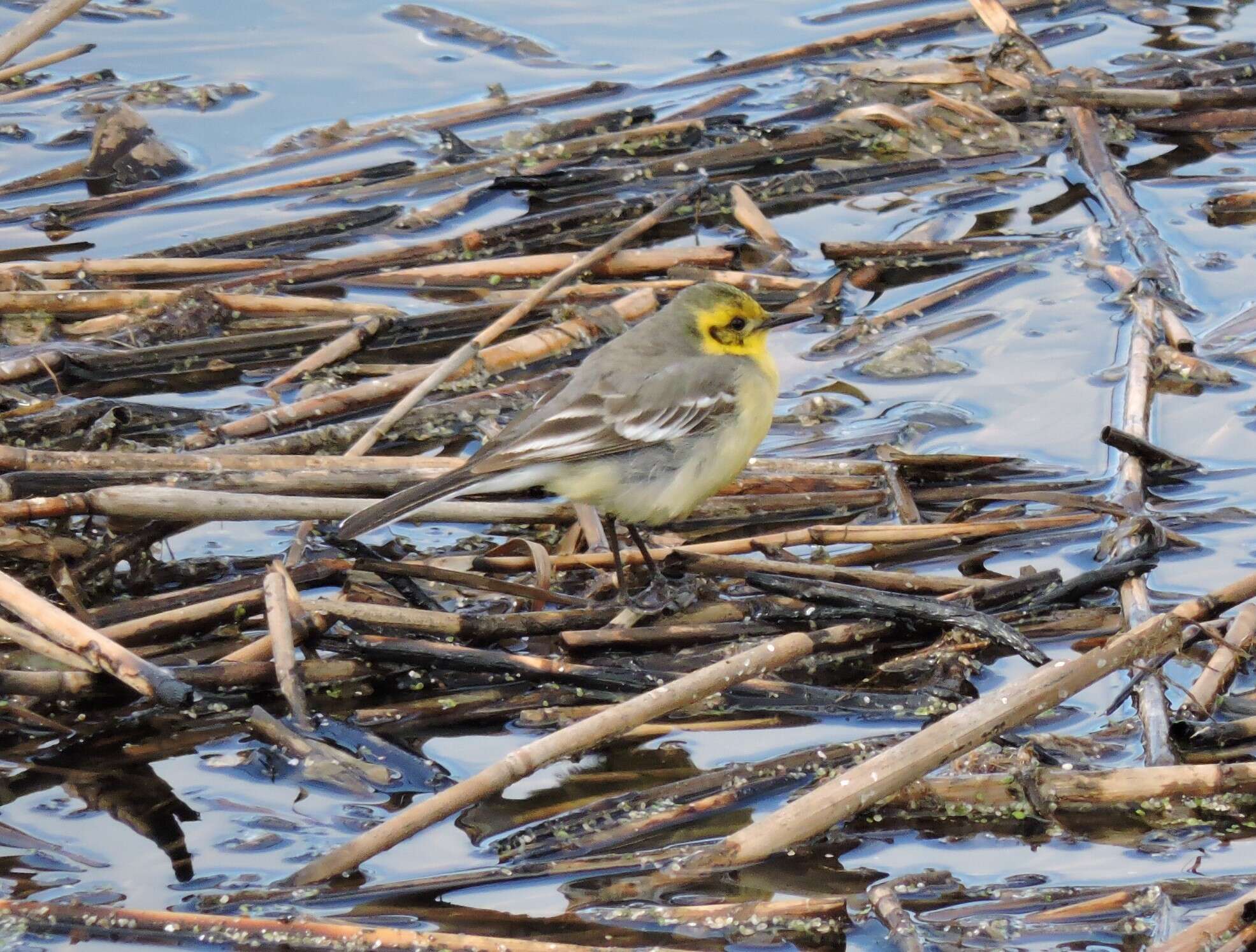 Image of Citrine Wagtail