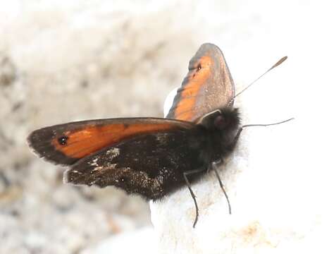 Image of Silky Ringlet