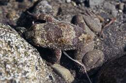 Image of Philippine Flat-headed Frog