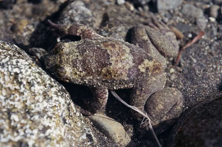 Image de Barbourula busuangensis Taylor & Noble 1924