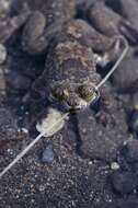 Image of Philippine Flat-headed Frog