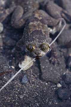 Image of Philippine Flat-headed Frog