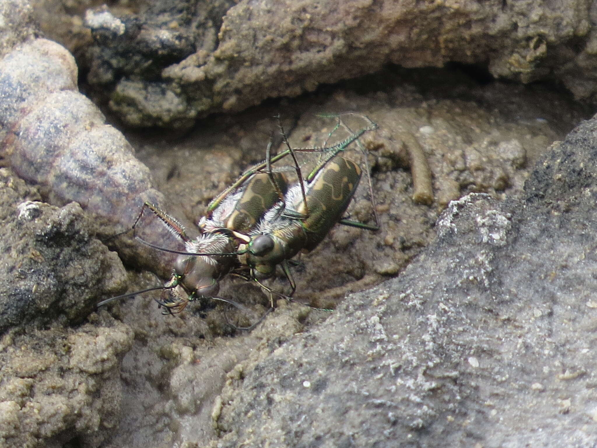 Plancia ëd Cicindela (Cicindelidia) trifasciata sigmoidea Le Conte 1851