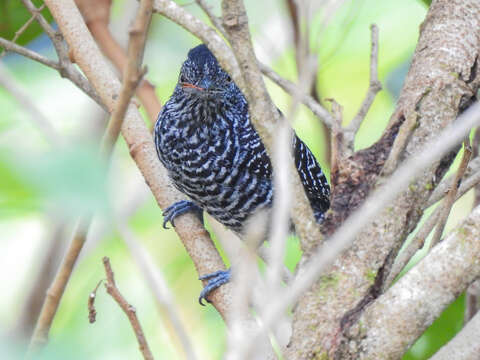 Imagem de Thamnophilus tenuepunctatus Lafresnaye 1853