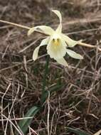 Слика од Narcissus moschatus subsp. moleroi (Fern. Casas) Aedo