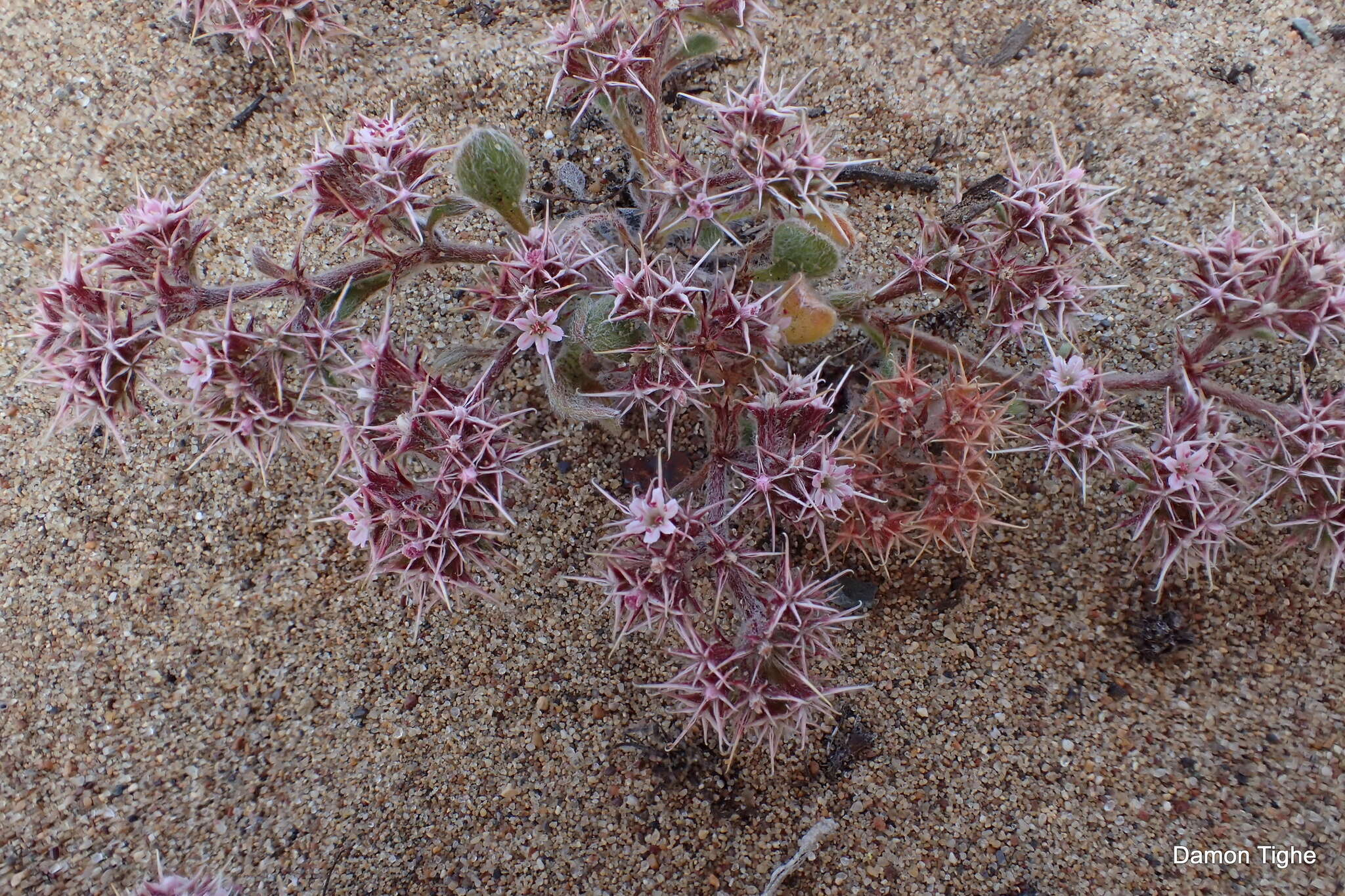 Chorizanthe eastwoodiae resmi