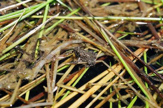 Image of western toad