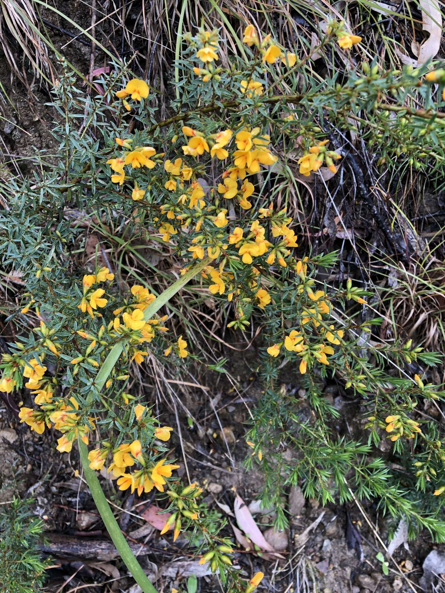 Image of Pultenaea forsythiana