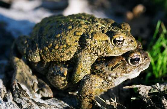 Image of western toad