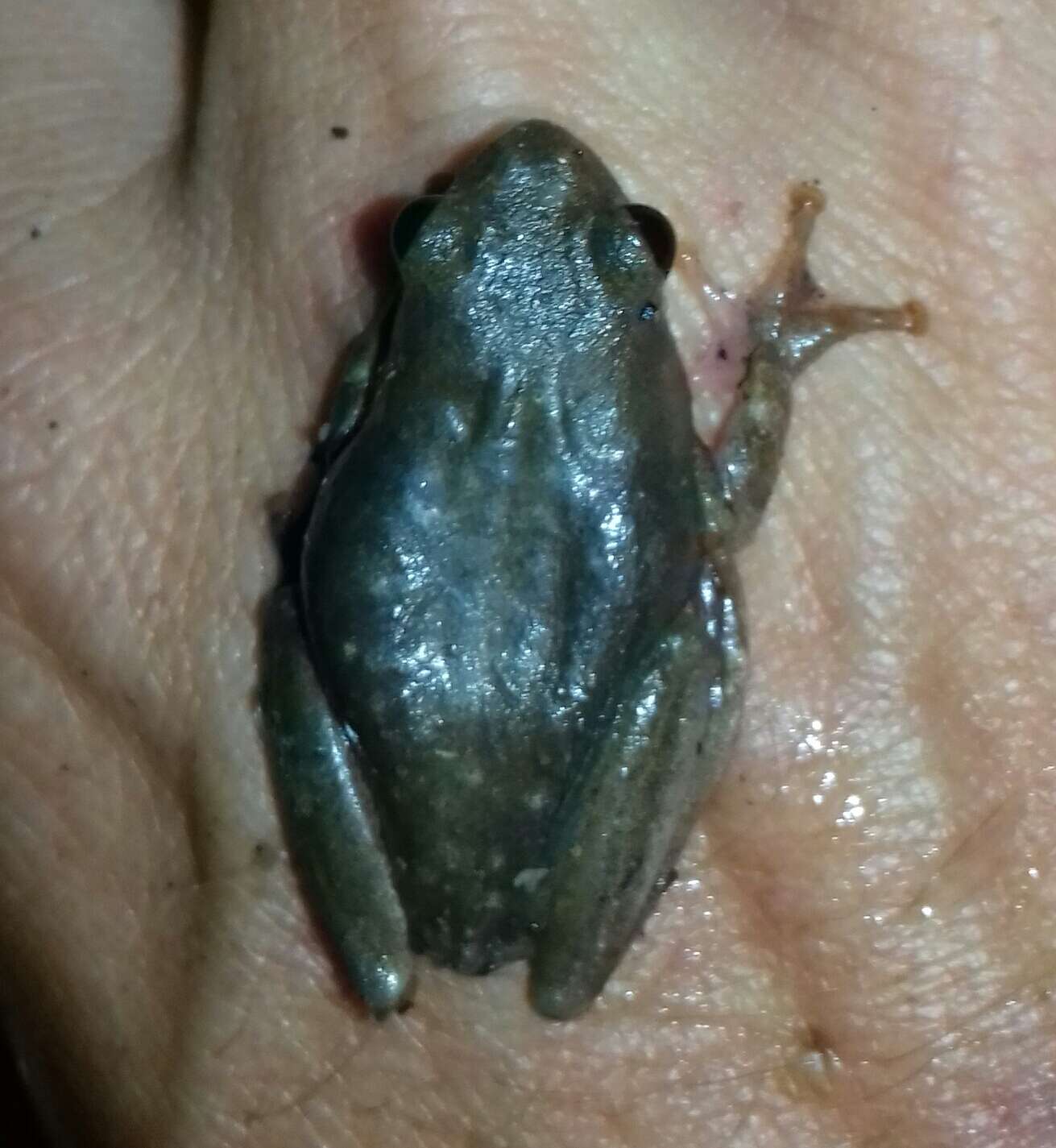 Image of Common Reed Frog