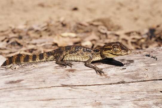 Image of American Crocodile