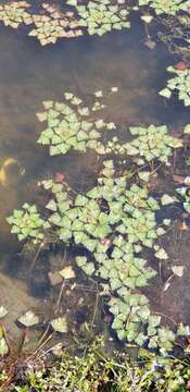 Слика од Trapa natans var. bicornis (Osbeck) Makino