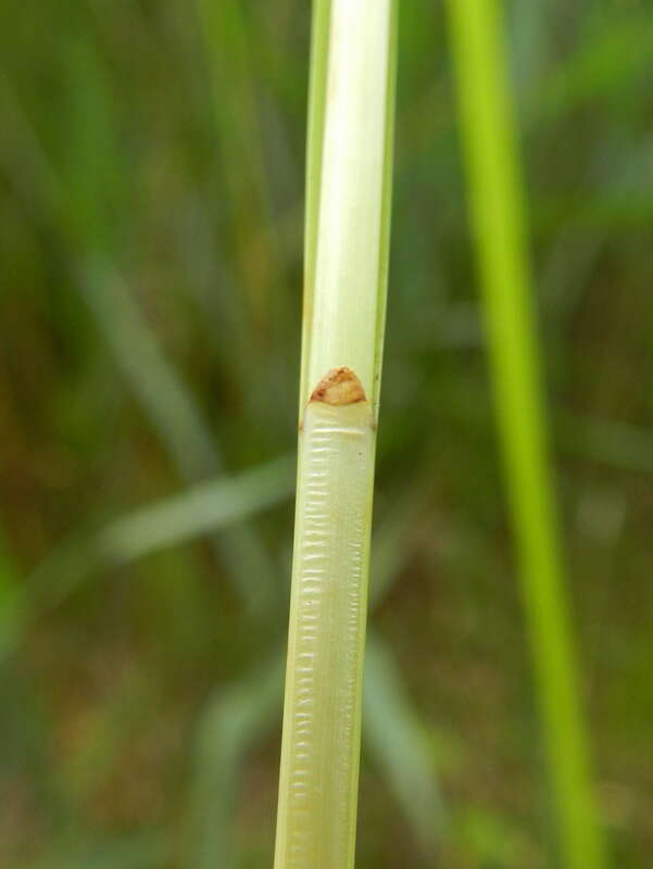 Image of Brown fox sedge