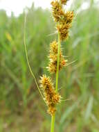 Image of Brown fox sedge