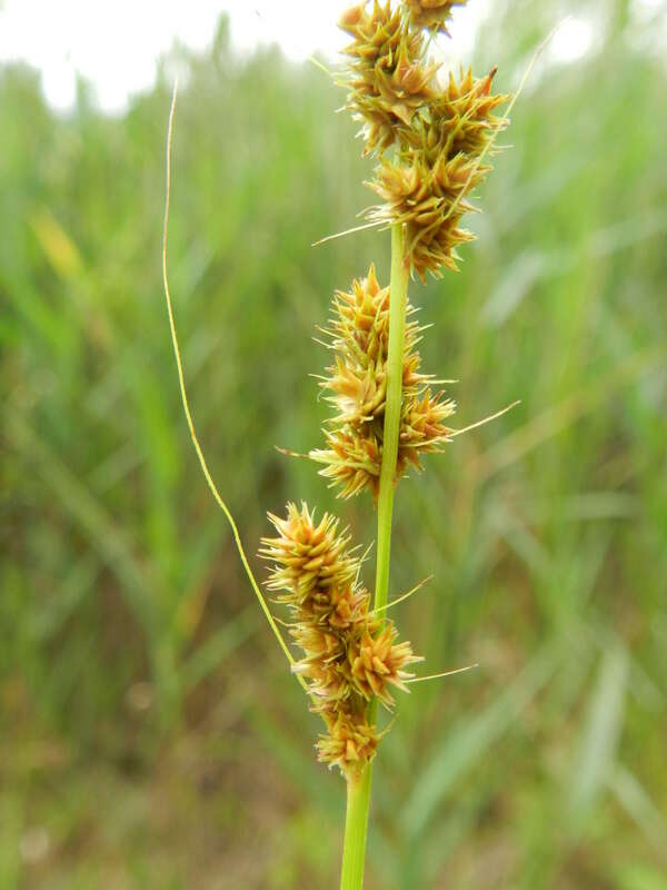 Image of Brown fox sedge