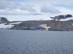 Image of Adelie Penguin