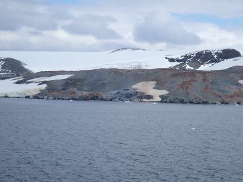 Image of Adelie Penguin