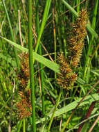 Image of Brown fox sedge