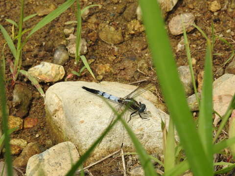 Image of <i>Orthetrum albistylum speciosum</i>