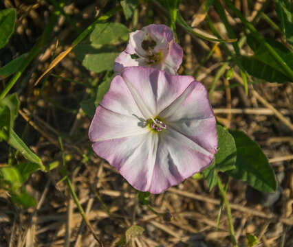 Image of Field Bindweed