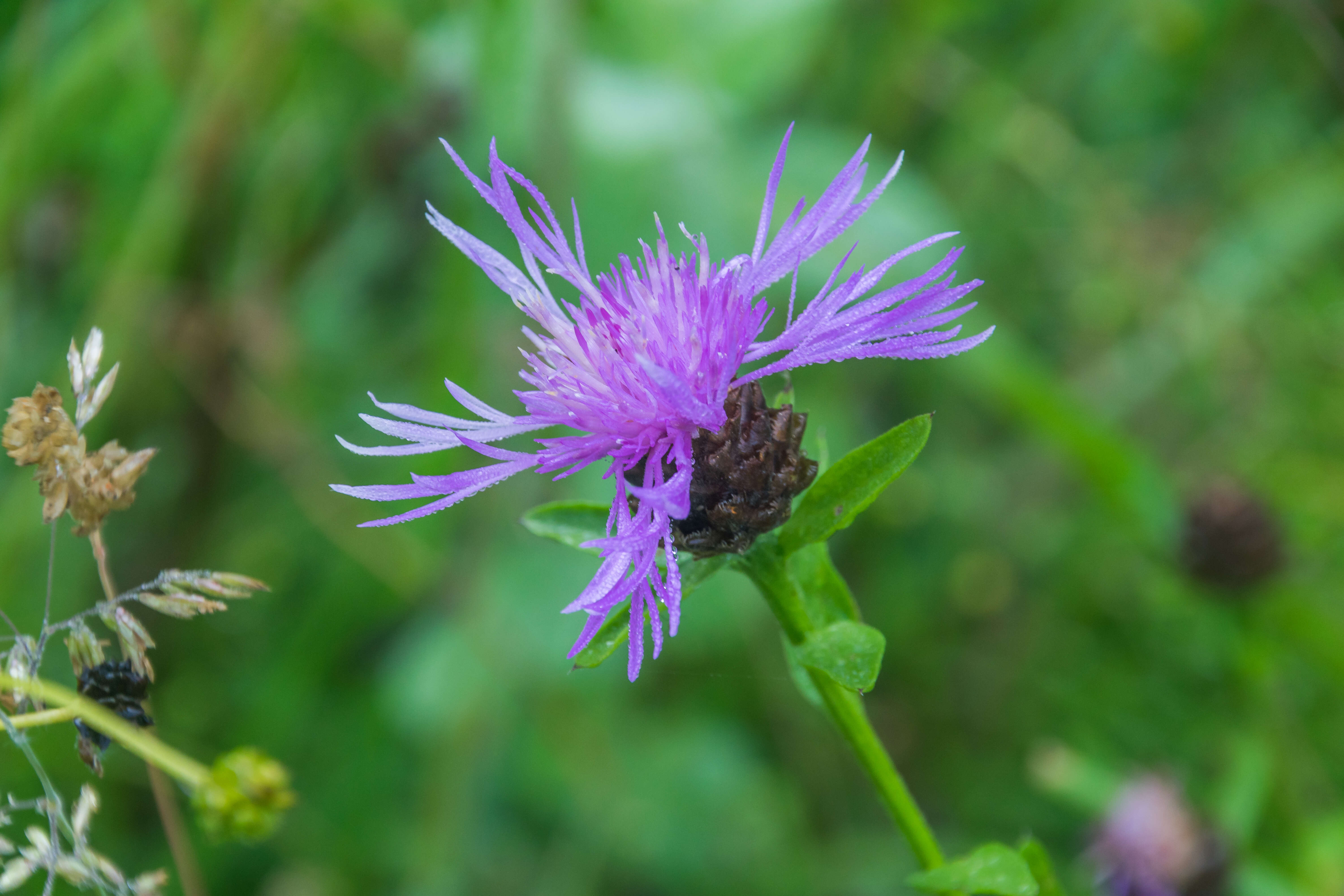 Image of brown knapweed