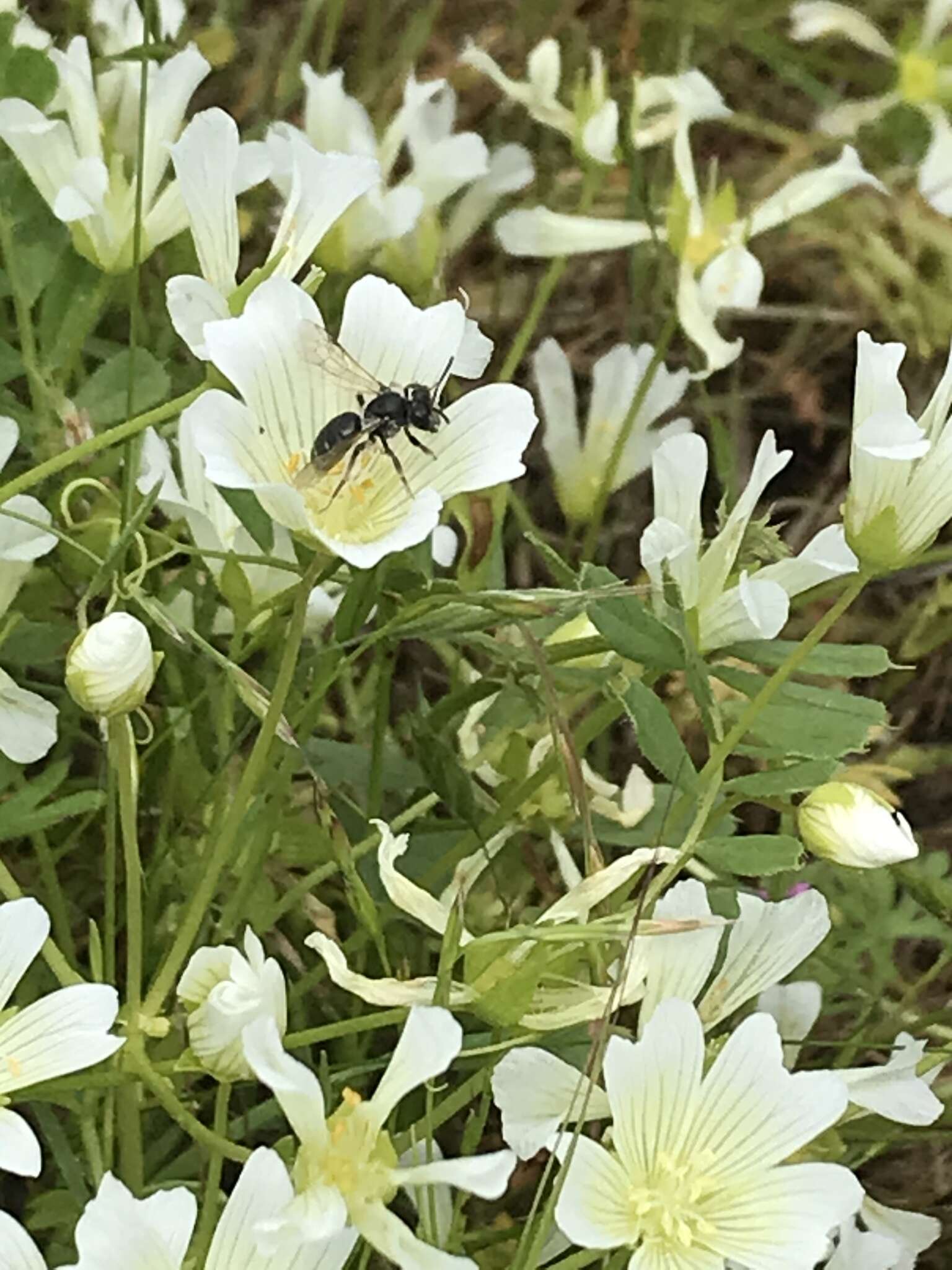 Image of Andrena pulverea Viereck 1917