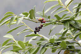 Imagem de Prunus laurocerasus L.