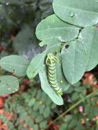 Image of Polyura hebe plautus Fruhstorfer 1898