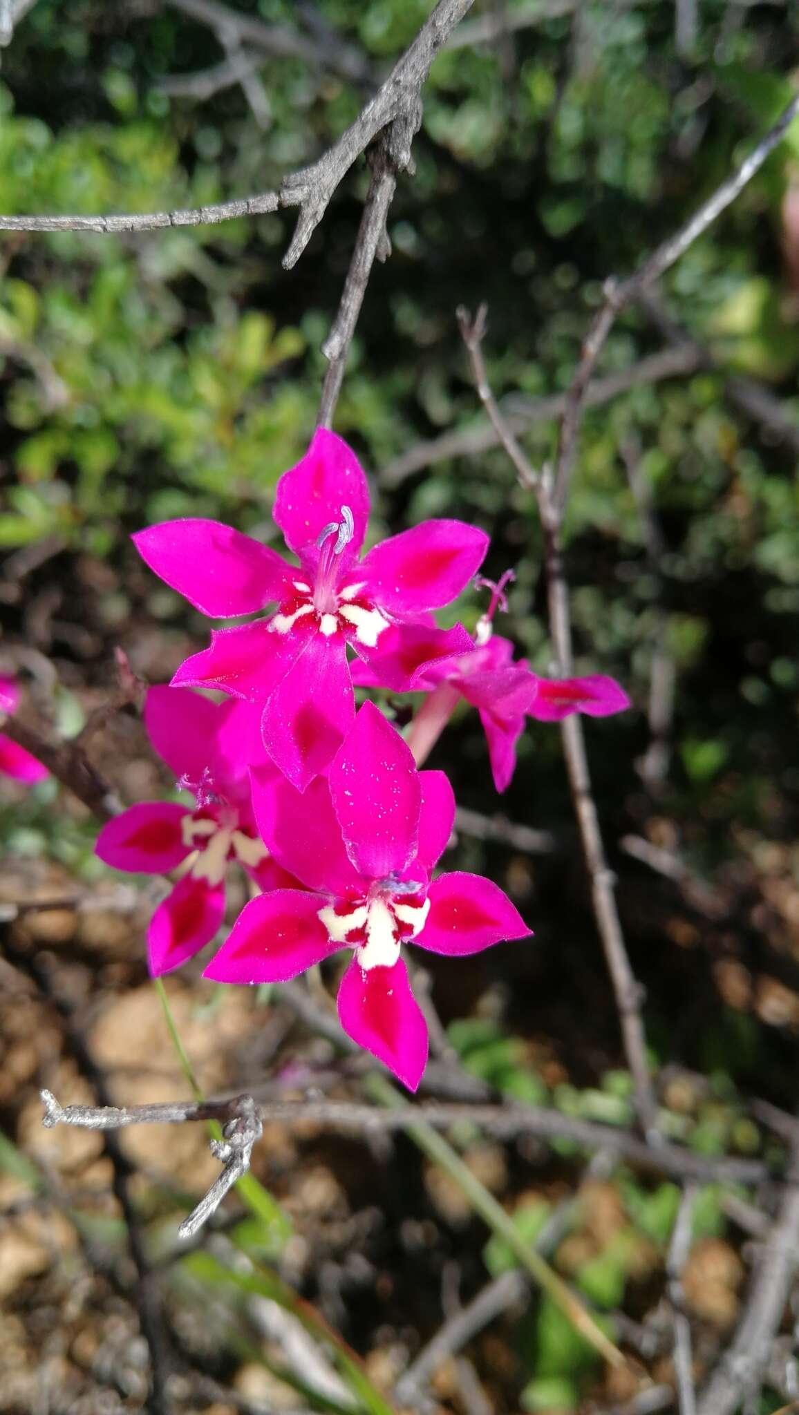 Image of Lapeirousia silenoides (Jacq.) Ker Gawl.