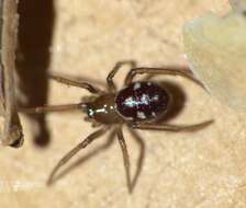 Image of False black widow