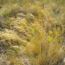 Image of Inland Blue Grass