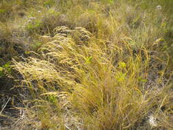 Image of Inland Blue Grass