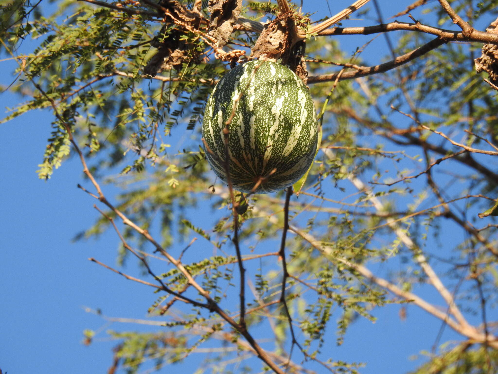 Cucurbita argyrosperma K. Koch resmi