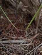 Image of Prasophyllum goldsackii J. Z. Weber & R. J. Bates